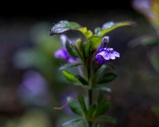 hygrophila pinnatifida 