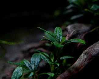 Bucephalandra sp. "Mini Catherinae"