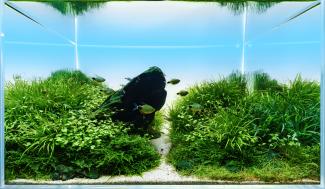The same without eleocharis montevidensis