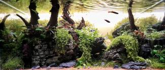 Aquarium with stones and wood