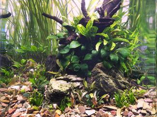 closeup of centre piece spiderwood seiryu stone surrounded by plants