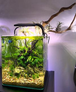 nano aquarium from further away, frontal view with branch extending from the tank visible
