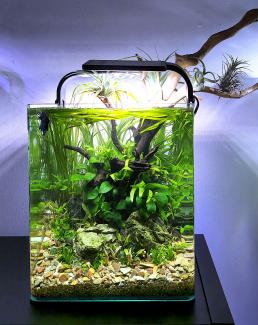 nano aquarium from further away, frontal view with branch extending from the tank visible