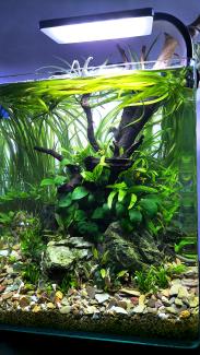 slightly angled view of nano tank with nature style scape, light above tank visible