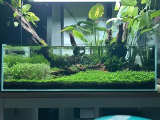 This image shows a beautifully arranged aquarium with lush greenery and water plants. The tank has clear, clean water, and the plants are thriving, covering the bottom and sides. The backdrop features large leaves and branches that seem to reach toward the surface, creating a natural, forest-like appearance. The wood pieces inside the tank are intricately placed, adding to the overall aesthetic. The composition conveys a peaceful, serene atmosphere, with the plants and the natural elements blending harmonio