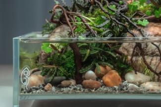Underwater view featuring Bucephalandra, lush buce moss, and smaller pebbles resting on the substrate.