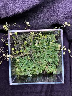 A Image From Above. Where you can See more of the fern and the hydrocytle 