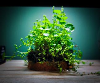 Wabikusa - A Tale of Two Leaves