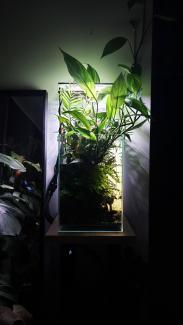 Adam Dziadek - echoes of the canopy org