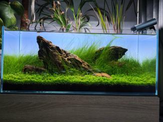 The weight of silence org