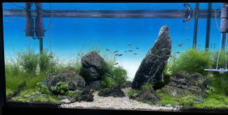 Origin and development