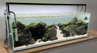 The aquascape after two weeks