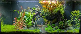 Primo 110 Liter mit Bepflanzung und 2 Schmetterlingsbuntbarschen
