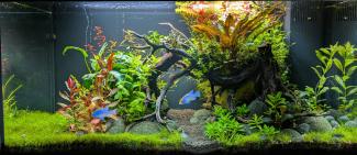 Primo 110 Liter mit Bepflanzung und 2 Schmetterlingsbuntbarschen