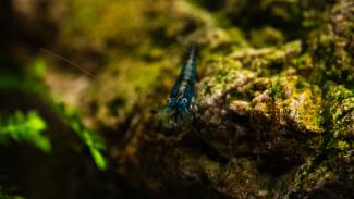 Neocaridina blue shrimps