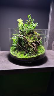 Green throne made out of drift wood branches