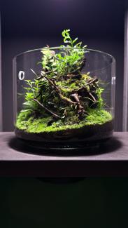 Green throne made out of drift wood branches