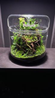 Green throne made out of drift wood branches