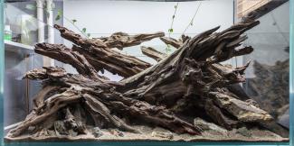 Hardscape  for the Dragon Mouth