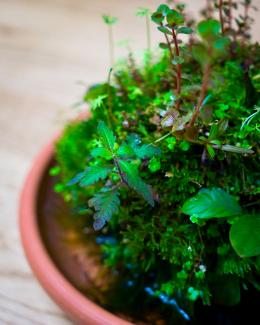 A planted Wabi-Kusa ball with moss and stem plants in a terracotta saucer on a wooden table