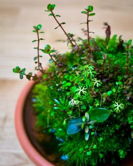 A planted Wabi-Kusa ball with moss and stem plants in a terracotta saucer on a wooden table
