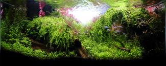 Beautiful wild nature style aquascape 