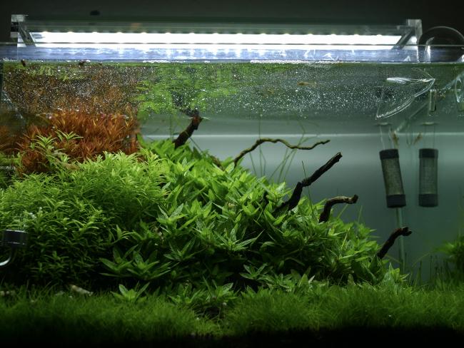 Shrimp‘s jungle