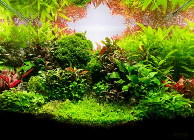 My jungle