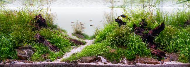 Aquascape named Kiss me with many grass like plants, driftwood and a flirting Apistogramma pair
