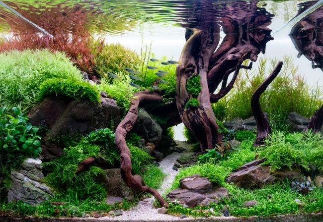 aquascape named Twinkle with rocks and roots and lamp eye killifish