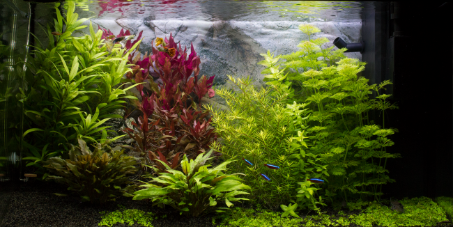 Planted aquarium by Noah Custers in the Dutch-style.