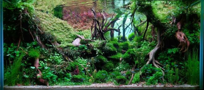 Aquascape with natural woods and stones 