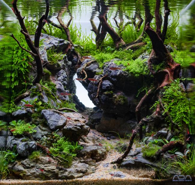 Floded forest final picture