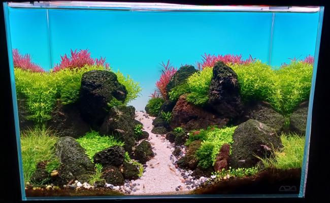 45p with black lava and Red and Green Plants