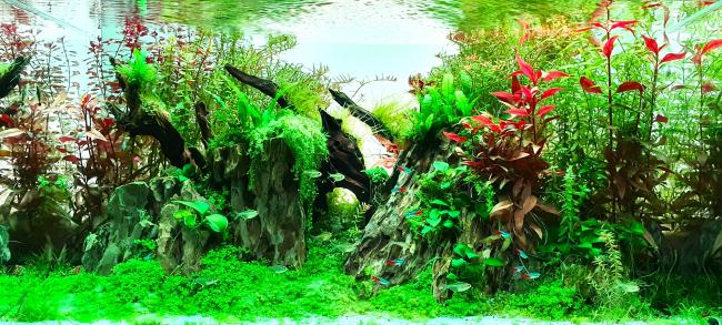 Aquarium with dragon stones, roots and plants.