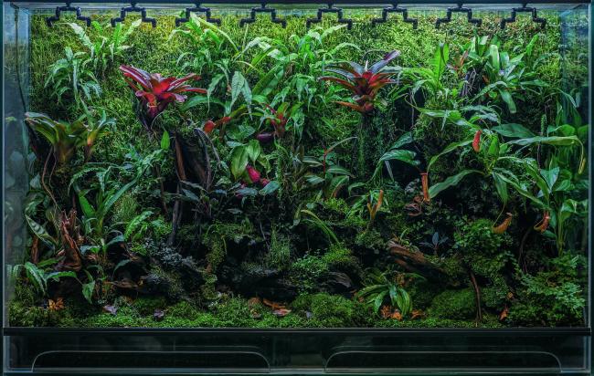 Frontal photo of a Vivarium, where you can see the set of rocks and wood with different plants and mosses.