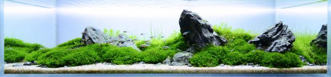 Nano aquascape