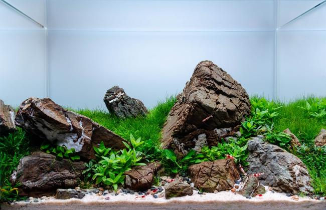Rocky shore