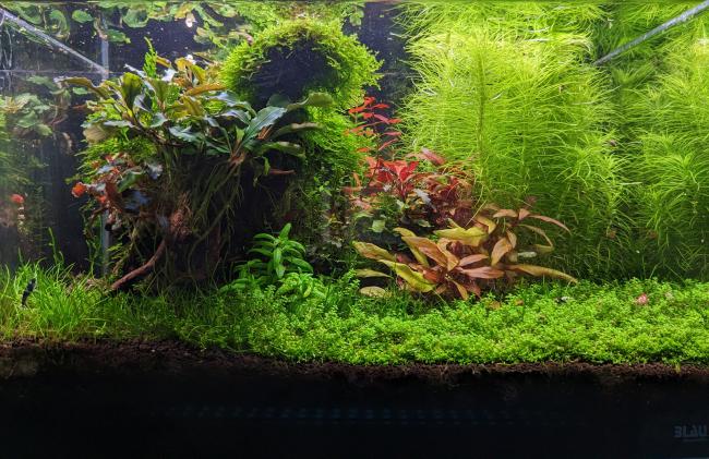 A scape with a lot of christmas moss on a spider wood. On the right, Ludwigia, alternanthera reineckii mini, pogoestemon erectus, rotala bonsai... And a nice mix of HCC and eleocharis sp mini.