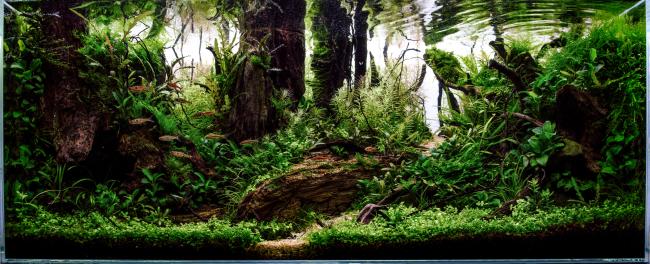 Depth of trees