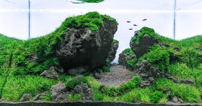 Lava Rocks Iwagumi style tank