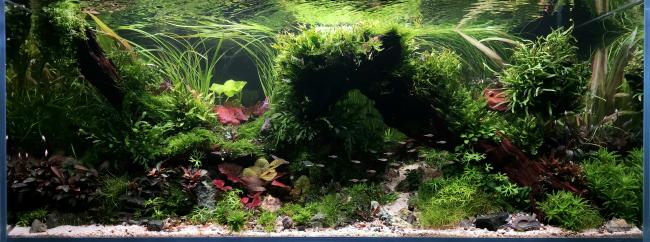 Naturnahes Habitat für Schilfsalmler und Sichelfleckpanzerwels als Aquascape