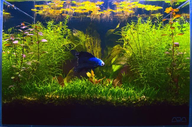 stem plants left and right, ground lilajobsis, echenodorus back, blue betta in the middle
