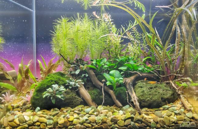 Vivarium inspired