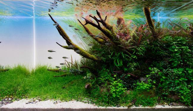 A triangle shaped nature style aquascape. Rocks, driftwood and aquatic plants are mixed to create an underwater replica of a lush green and mysterious hillside.