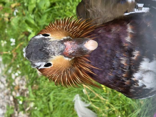 ente