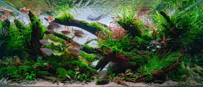 I have recreated an underwater landscape in which there are shelters for the fish. I tried to create a beautiful natural fow with the big curved driftwood 