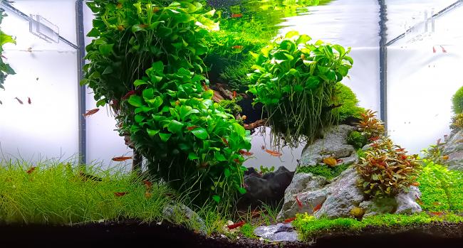 Smal save cave for shrimps and nano fish under anubias roots and fine moss plants.