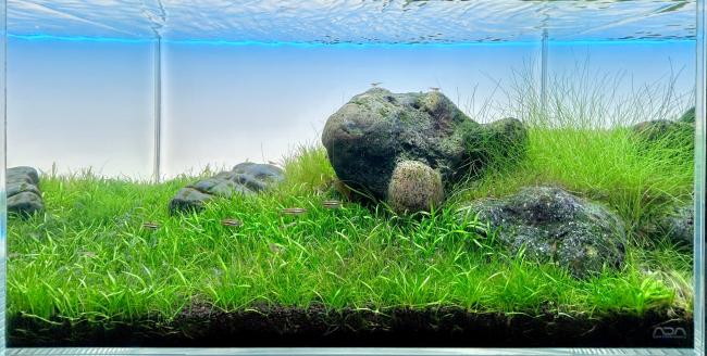 Iwagumi feat. Hakkai Stones