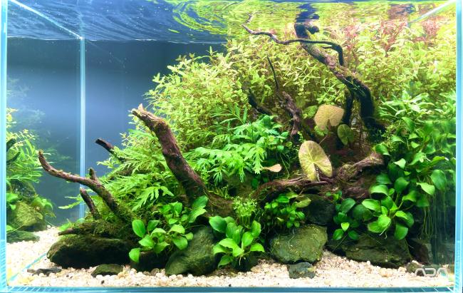 Nano Nature Aquarium 